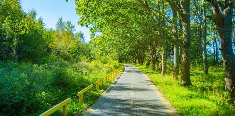 Sunlit cycle path surrounded by green trees